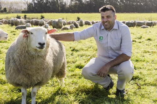 imaeg of Ryan Luckman with sheep