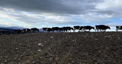Image of cows moving next to forage crops