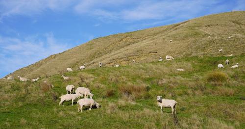 image of sheep grazing on hill country