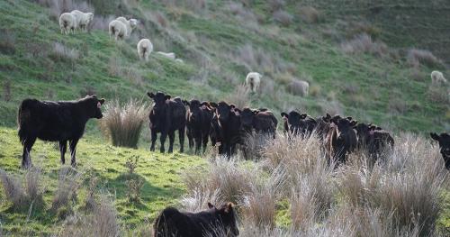 image of black angus beef cows infront of sheep on hill country
