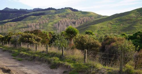 image of native plants and pine trees in background