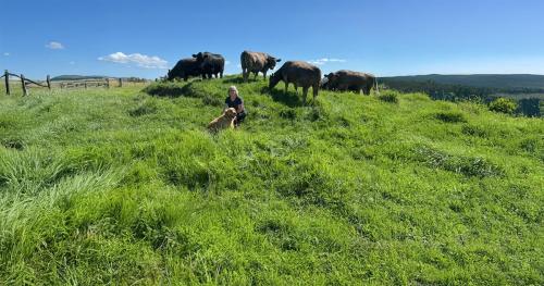 image of Alison Whiteford with dogs and cows in background