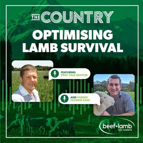 lamb survival episode two