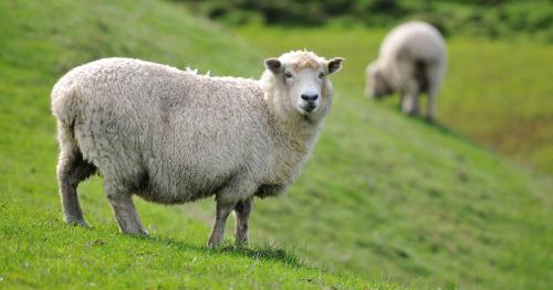image of two ewes grazing on hill country pastures