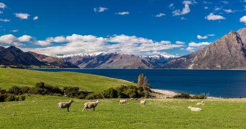 image of snow in background and sheep