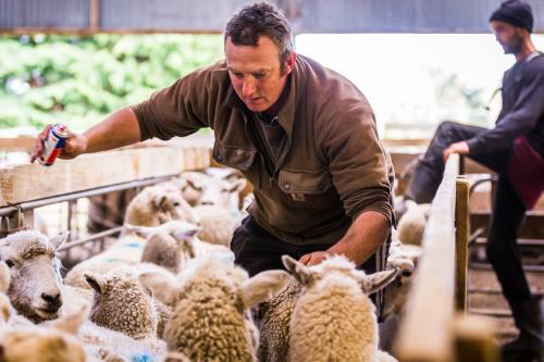 image of two men in sheep pens