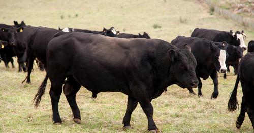 image of black bulls