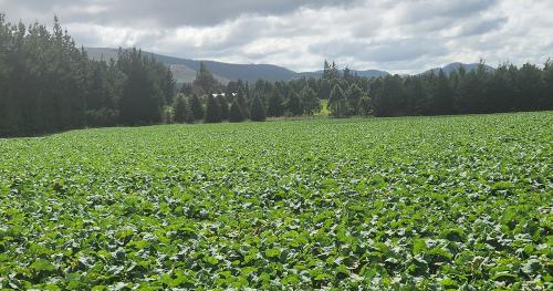 image of winter crops