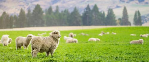 sheep