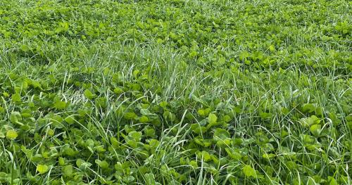 image of ryegrass and clover pastures