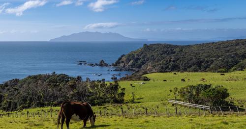 image of cow grazing on green pastures infront of nz waters