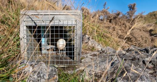 image of stoat/rat trap
