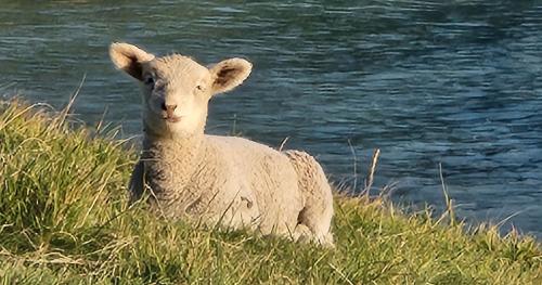 image of lamb near river