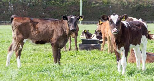 image of calves near tyre in paddock