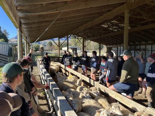 image of cadets drenching sheep in shed