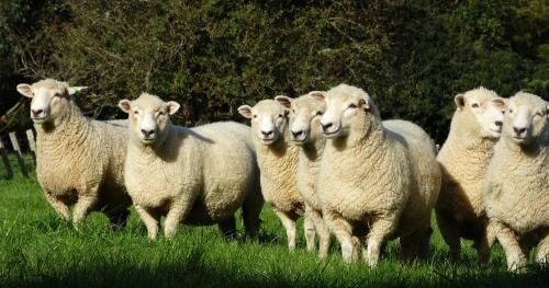 image of ewes on green grass