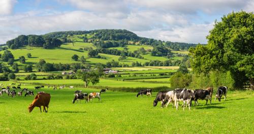 image of dairy beef cattle in green pastures