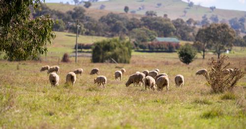 image of rams on dry farm
