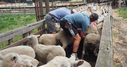 image of farmers checking ewes' udders