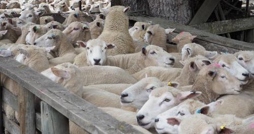 image of ewes in yard
