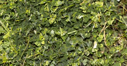 image of sub clover up close