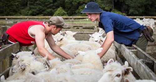image of smedley cadets in the sheep yard