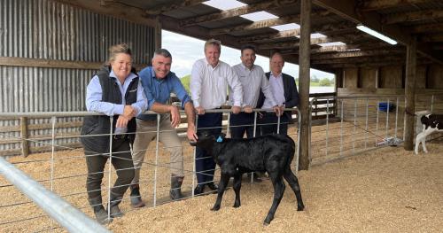 image of ministers and officials in calf pen