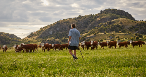image of farmer in front of hereford herd