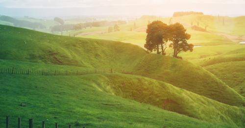 image of NZ farm in sunlight