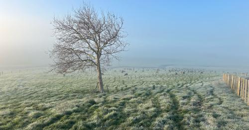image of frost on pasture