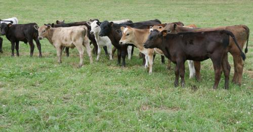 image of Dairy Beef herd