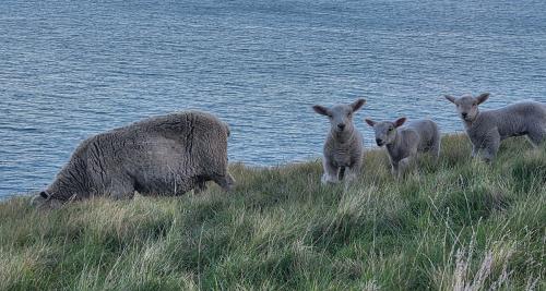 ewe triplets