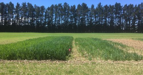 image of catch crop trial in Mossburn