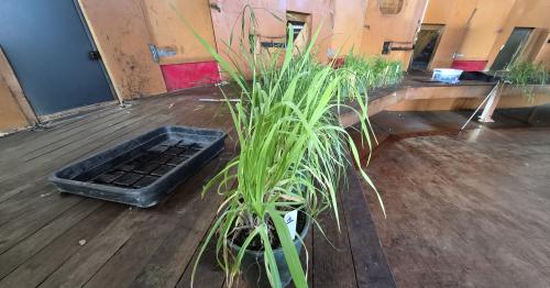 image of pasture plants