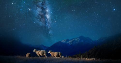 image of lambs under evening starry sky