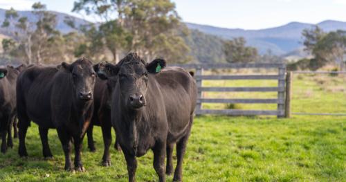 image of black angus cows infront of wooden gate