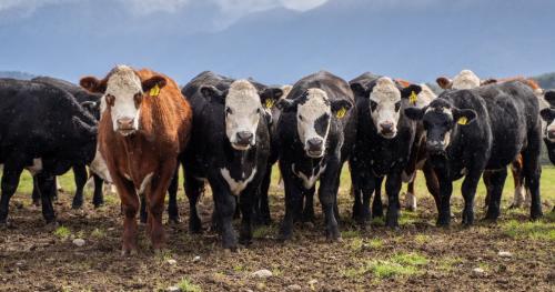 image of cattle lined up