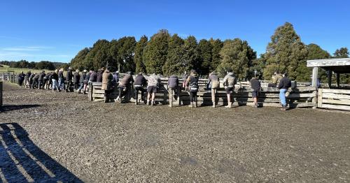 image of shepherds at training day