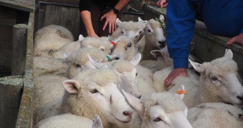 Image of people body condition scoring sheep in yard