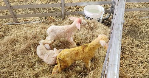 image of newborn lambs indoors