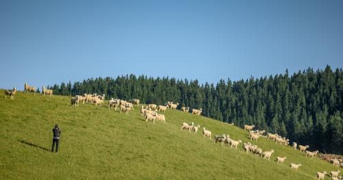 image of farmer overlooking sheep infront of pine trees