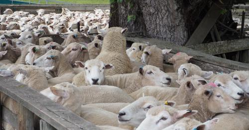 image of sheep in yard