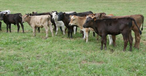 image of calves ready for drenching