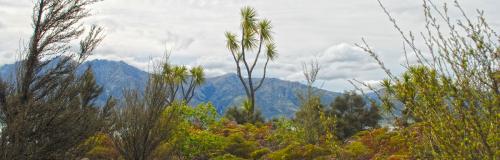 image of trees on farm