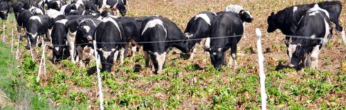 Winter grazing Winter grazing