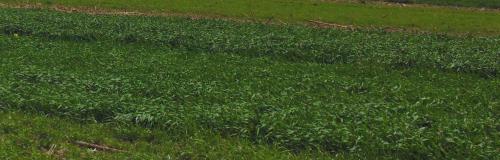 catch crops catch crops