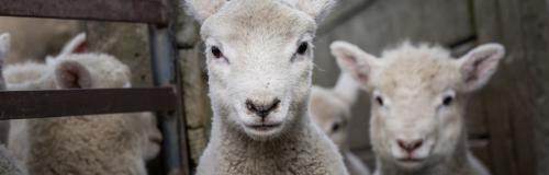 Image of lambs.