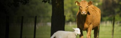 image of cow and lamb image of cow and lamb