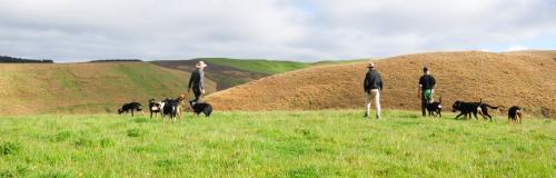 farmers and dogs farmers and dogs