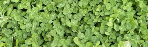 sub clover sub clover
